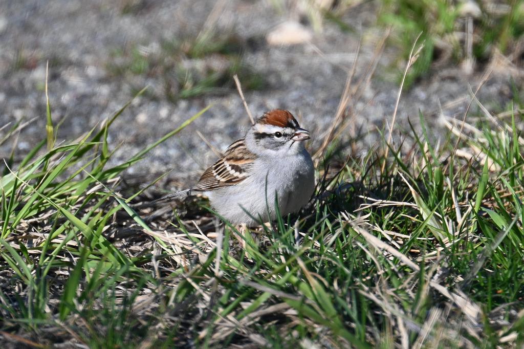 2025-04286649 Parker River  NWR, MA.JPG - Chipp0ing Sparrow. Parker River National Wildlife Refuge, MA, 4-28-2025